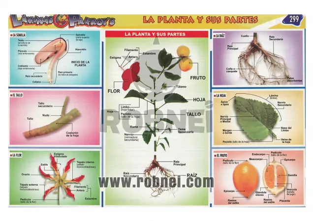 Plantas Y Sus Partes